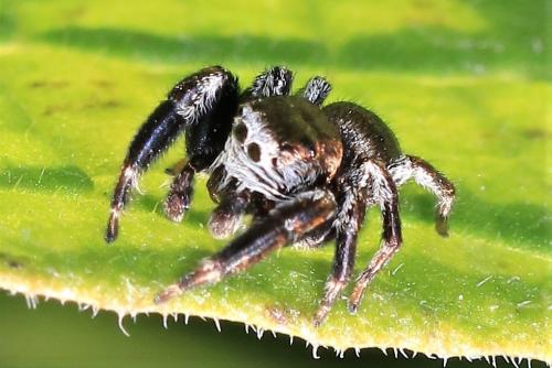 Evarcha arcuata